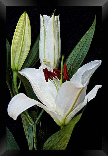 Three White Lily Flowers   Framed Print by Sue Bottomley