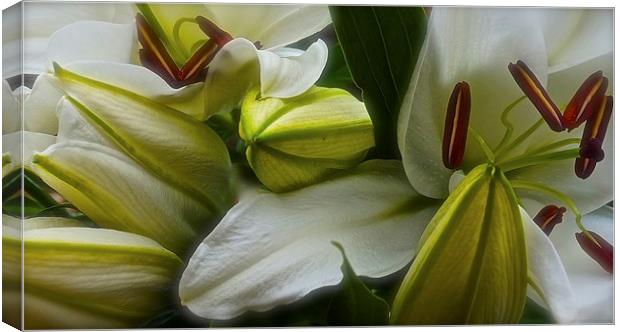  Open and Closed White Lilies Canvas Print by Sue Bottomley