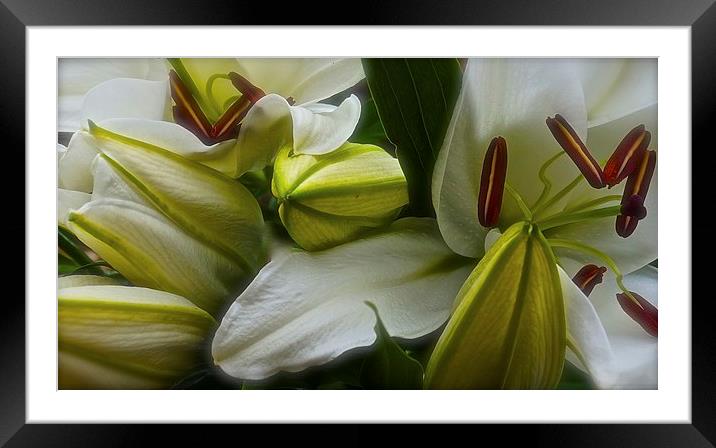  Open and Closed White Lilies Framed Mounted Print by Sue Bottomley