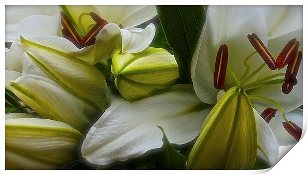  Open and Closed White Lilies Print by Sue Bottomley