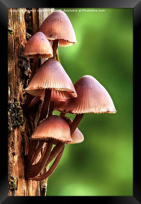 Mycena inclinata mushroom Framed Print by Simon Bratt LRPS