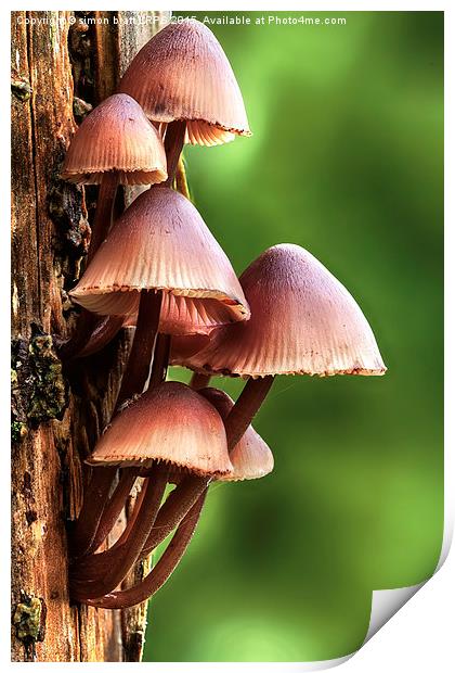 Mycena inclinata mushroom Print by Simon Bratt LRPS