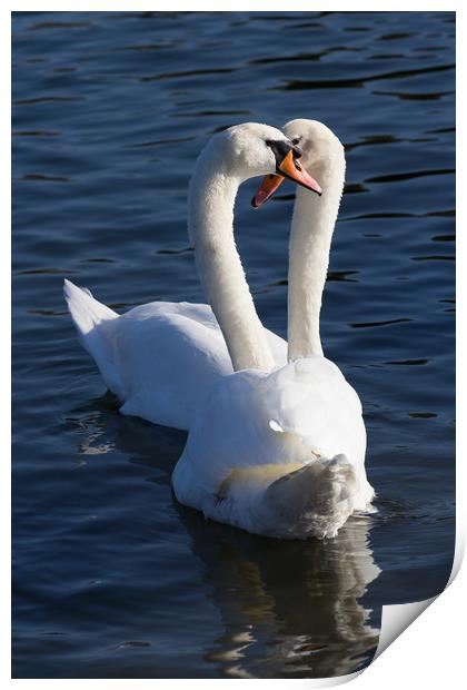 Swan Courtship  Print by David Pyatt