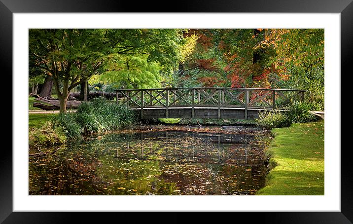  Autumn in Bushy Park London Framed Mounted Print by Colin Evans