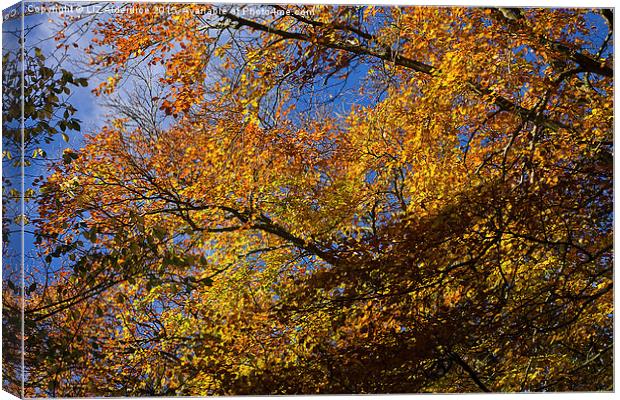  Autumn Leaves Canvas Print by LIZ Alderdice