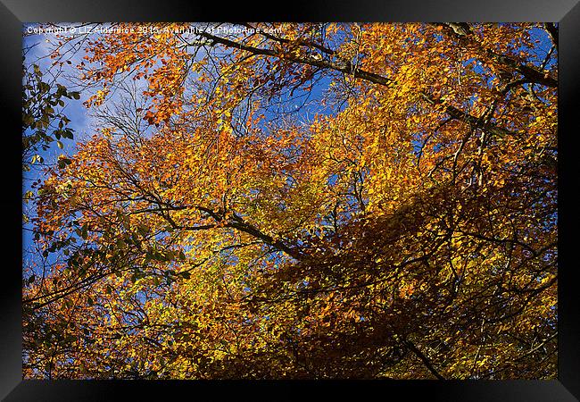  Autumn Leaves Framed Print by LIZ Alderdice