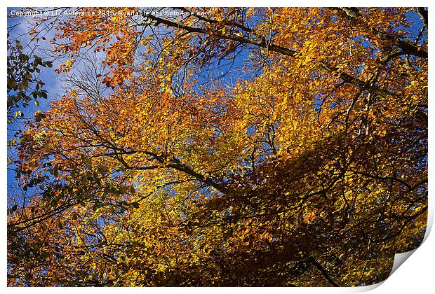  Autumn Leaves Print by LIZ Alderdice