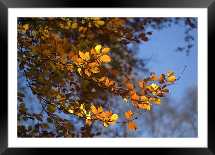 Autumn Days  Framed Mounted Print by LIZ Alderdice