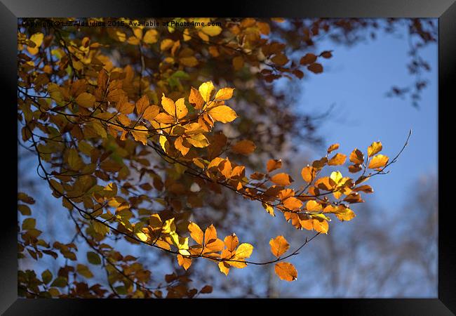 Autumn Days  Framed Print by LIZ Alderdice