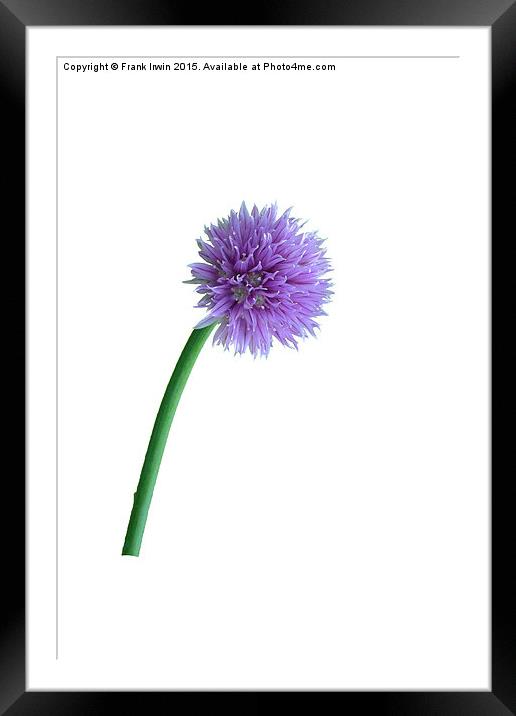  Pretty Chive Framed Mounted Print by Frank Irwin