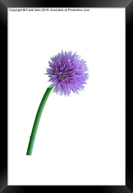  Pretty Chive Framed Print by Frank Irwin