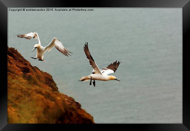  YOUR HERE I'M OFF Framed Print by andrew saxton