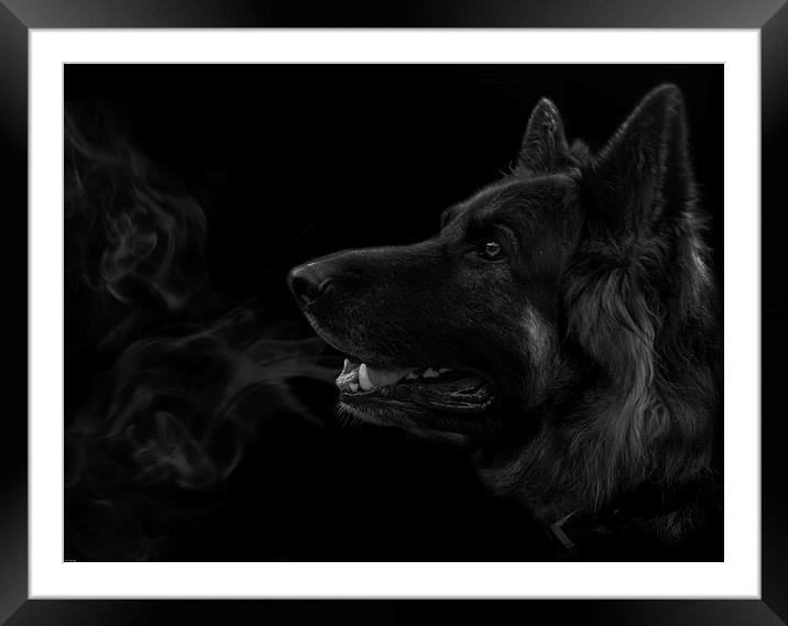  German shepherd dog. Framed Mounted Print by John Allsop