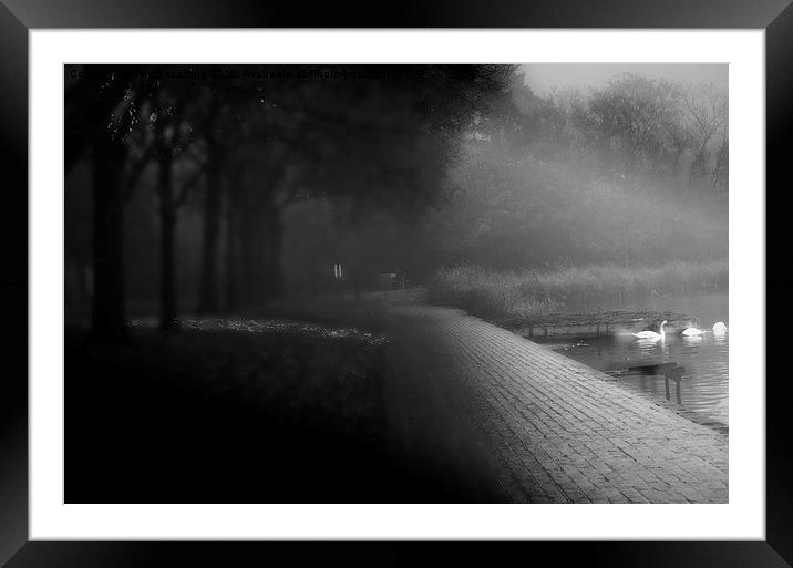  Swan Lake in mist Framed Mounted Print by sylvia scotting