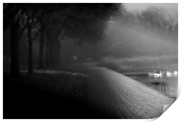  Swan Lake in mist Print by sylvia scotting