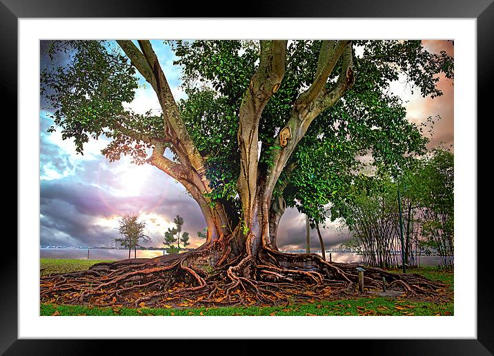  Rubber Tree Framed Mounted Print by Mal Bray