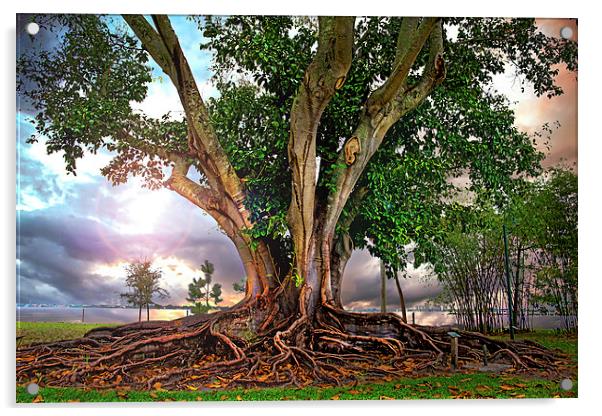  Rubber Tree Acrylic by Mal Bray