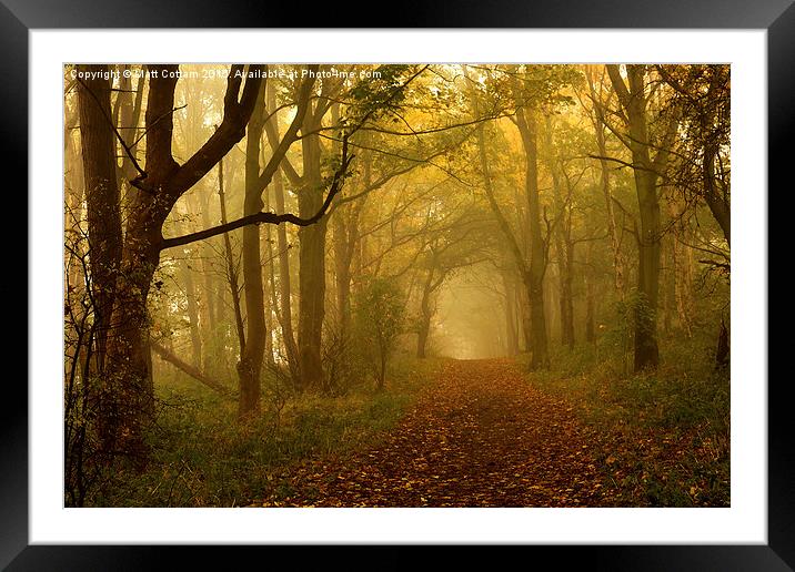  Misty Autumn Woods Framed Mounted Print by Matt Cottam