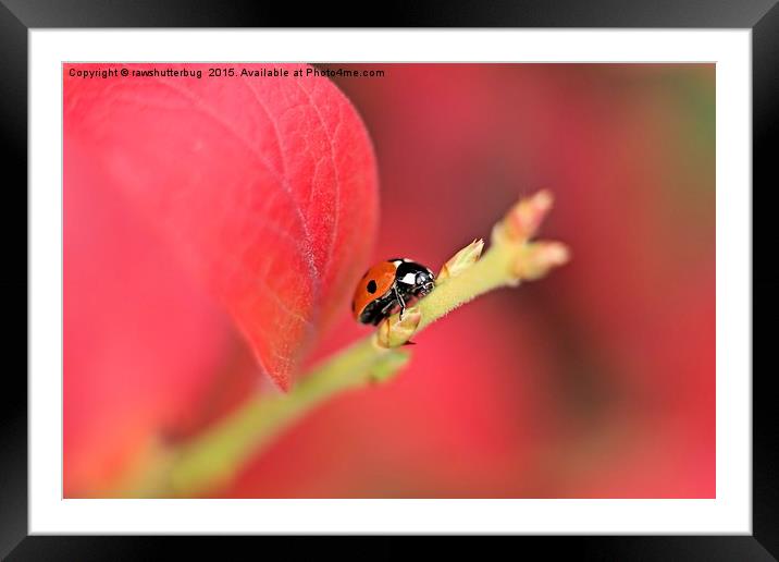 Ladybird On An Autumn Leaf Framed Mounted Print by rawshutterbug 