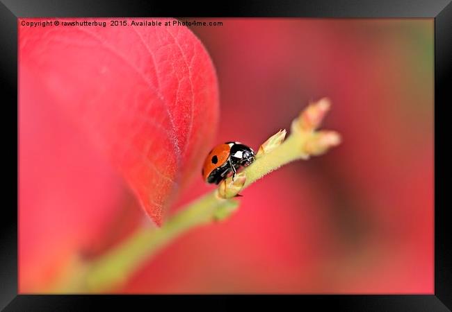 Ladybird On An Autumn Leaf Framed Print by rawshutterbug 