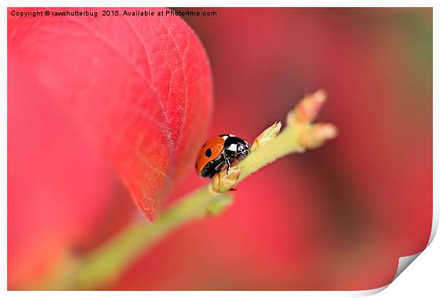Ladybird On An Autumn Leaf Print by rawshutterbug 