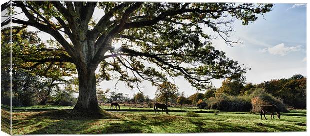 New Forest Horses Canvas Print by Adrian Brockwell