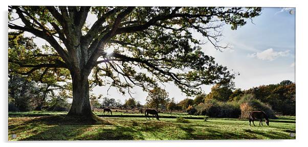 New Forest Horses Acrylic by Adrian Brockwell