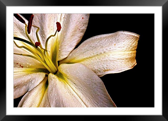  White Lily with a hint of Gold Framed Mounted Print by Sue Bottomley