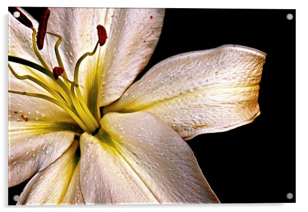  White Lily with a hint of Gold Acrylic by Sue Bottomley