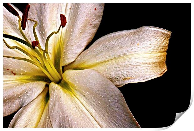  White Lily with a hint of Gold Print by Sue Bottomley