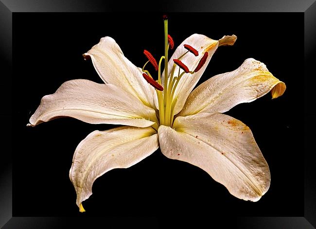 White Lily Flower with a hint of gold colouring  Framed Print by Sue Bottomley