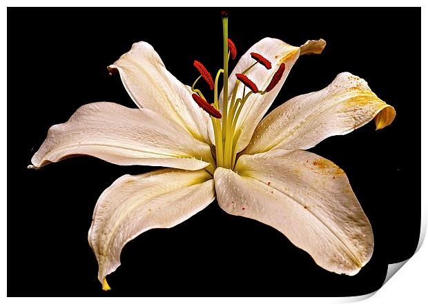 White Lily Flower with a hint of gold colouring  Print by Sue Bottomley