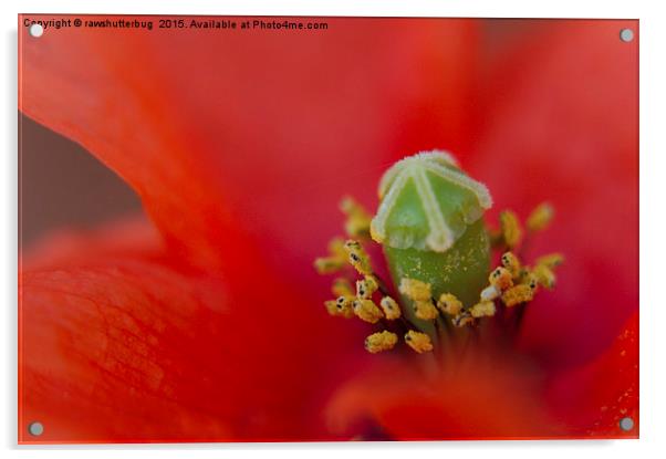 Red Poppy  Acrylic by rawshutterbug 