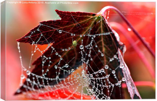  Autumn web Canvas Print by Lucy Antony