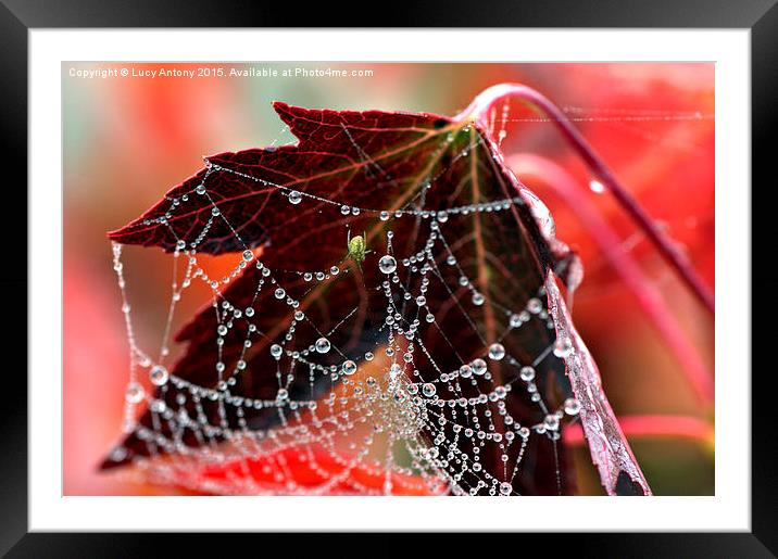  Autumn web Framed Mounted Print by Lucy Antony