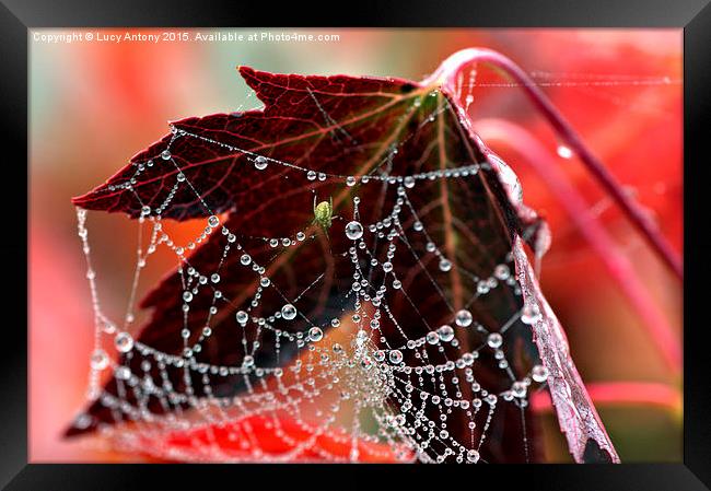  Autumn web Framed Print by Lucy Antony