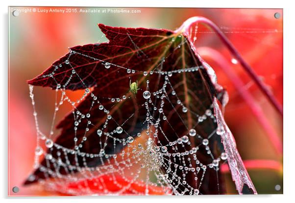  Autumn web Acrylic by Lucy Antony