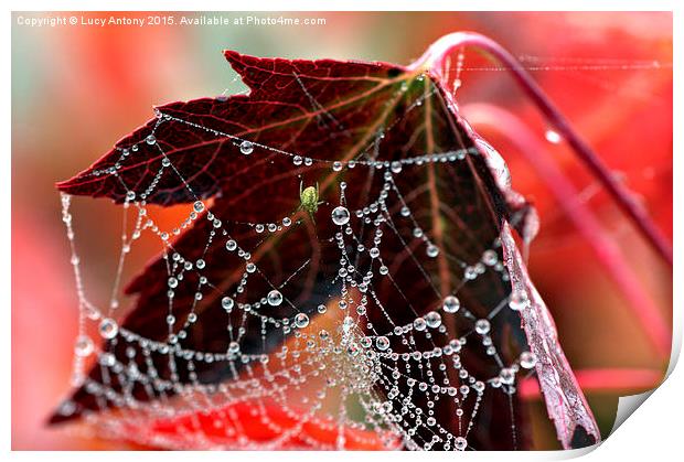  Autumn web Print by Lucy Antony