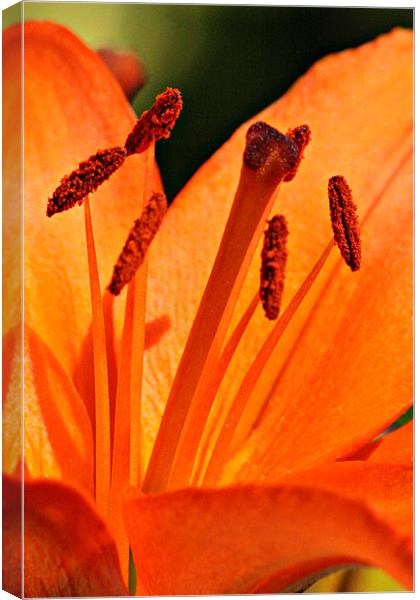 Orange Lily Canvas Print by Oxon Images