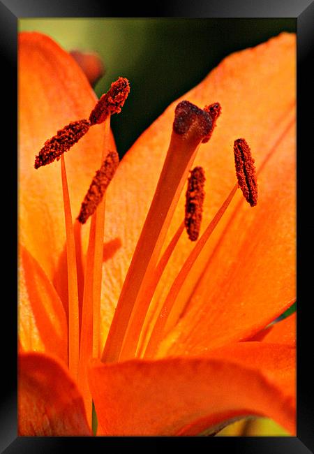 Orange Lily Framed Print by Oxon Images