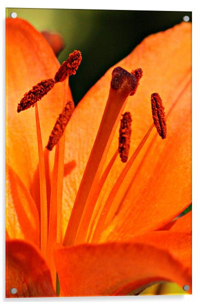 Orange Lily Acrylic by Oxon Images