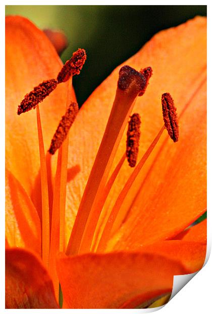 Orange Lily Print by Oxon Images