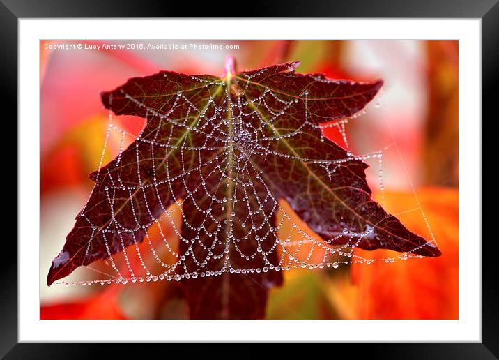  Square web Framed Mounted Print by Lucy Antony
