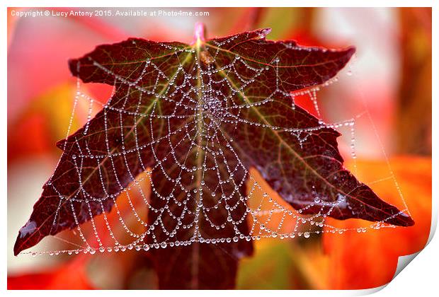  Square web Print by Lucy Antony
