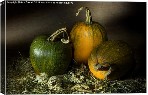 Three Pumpkins and Dried Daisies Canvas Print by Ann Garrett