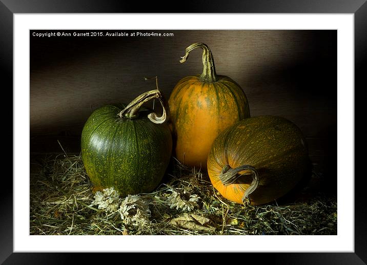Three Pumpkins and Dried Daisies Framed Mounted Print by Ann Garrett
