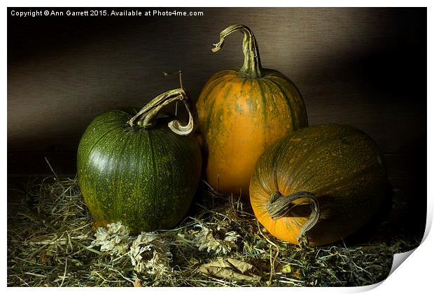 Three Pumpkins and Dried Daisies Print by Ann Garrett