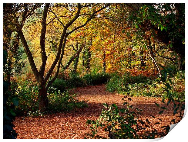  Autumn Colours Print by Mike Streeter
