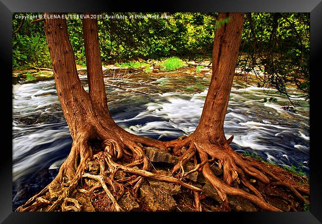 River and roots Framed Print by ELENA ELISSEEVA