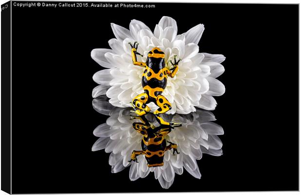 Yellow-banded Poison Dart Frog Canvas Print by Danny Callcut